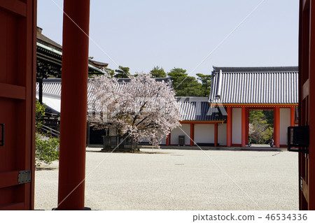 Gosho京都皇宮京都觀光白沙春天櫻花 Gosho京都皇宮京都觀光白沙春天櫻花 46534336
