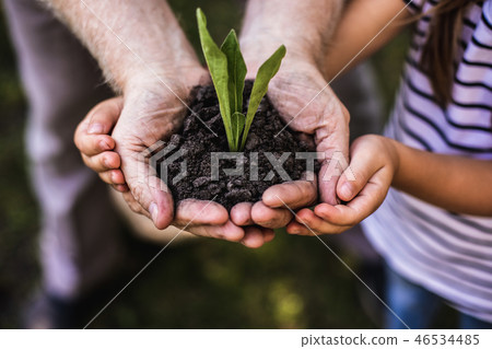 Green sprout growing in hands of adult man and child Green sprout growing in hands of adult man and child 46534485