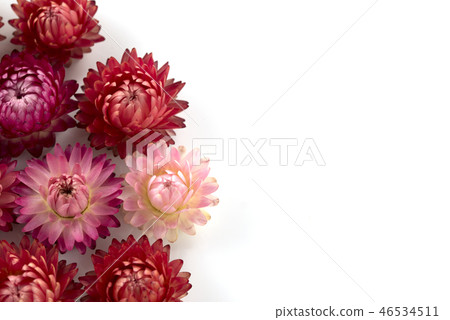 Caesar shellfish Caesar shellfish 46534511