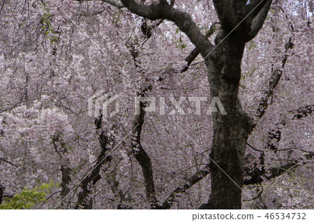 Hara Hara Tomogengo京都觀光櫻花園櫻花春山山 46534732