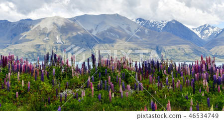 Lupinus, Lake Pukaki, Canterbury, South Island, New Zealand Lupinus, Lake Pukaki, Canterbury, South Island, New Zealand 46534749
