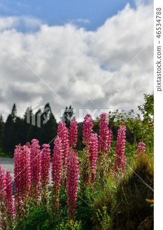 Lupinus, Lake Pukaki, Canterbury, South Island, New Zealand 46534788