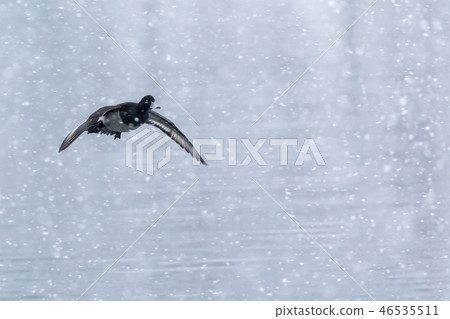 Fly in the snow 46535511