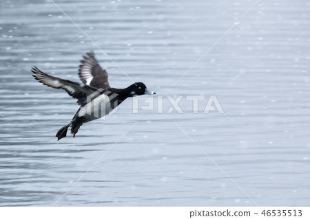 Fly in the snow 46535513