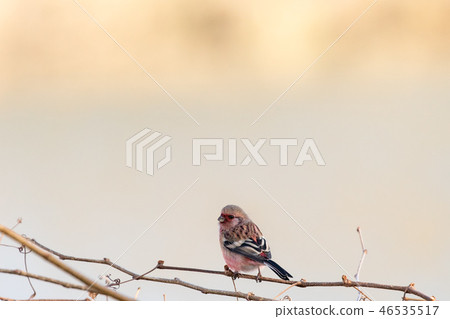 Benimashiko停在樹枝上 46535517