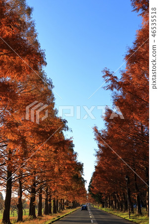 The autumn leaves of the metasequoia trees 46535518