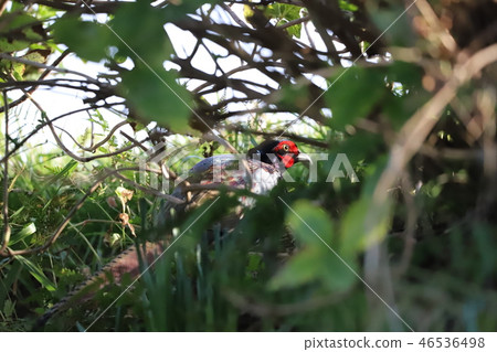 hide-and-seek 46536498