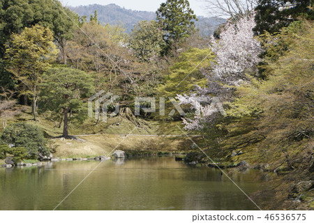 京都皇宮Sendong皇宮日本花園櫻花春天京都觀光 京都皇宮Sendong皇宮日本花園櫻花春天京都觀光 46536575