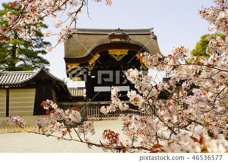 京都皇宮Sendong皇宮日本花園櫻花春天京都觀光 京都皇宮Sendong皇宮日本花園櫻花春天京都觀光 46536577