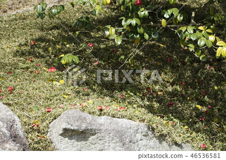 京都皇宮Sendong皇宮日本花園櫻花春天京都觀光 46536581