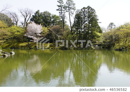 京都皇宮Sendong皇宮日本花園櫻花春天京都觀光 46536582