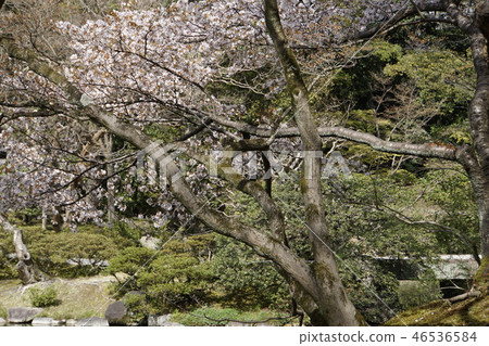 京都皇宮Sendong皇宮日本花園櫻花春天京都觀光 46536584