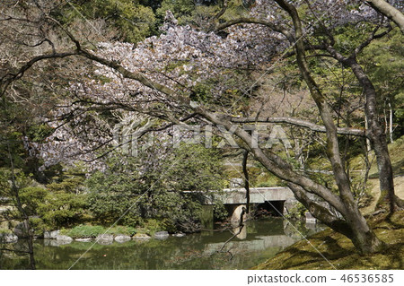京都皇宮Sendong皇宮日本花園櫻花春天京都觀光 46536585