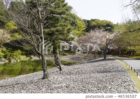 京都皇宮Sendong皇宮日本花園櫻花春天京都觀光 46536587