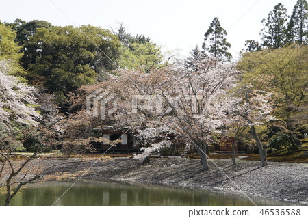 京都皇宮Sendong皇宮日本花園櫻花春天京都觀光 46536588