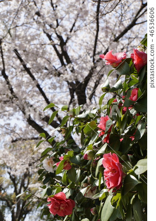 Kyoto Imperial Palace Sendong Imperial Palace Japanese Garden Sakura Spring Kyoto Sightseeing Kyoto Imperial Palace Sendong Imperial Palace Japanese Garden Sakura Spring Kyoto Sightseeing 46536606