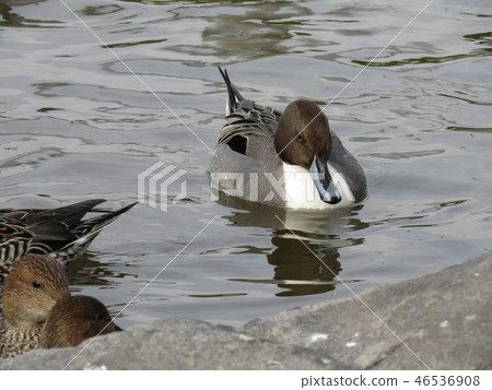 This year also came Winter migratory bird This year also came Winter migratory bird 46536908