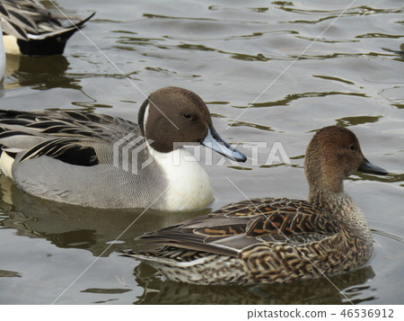 This year also came Winter migratory bird This year also came Winter migratory bird 46536912