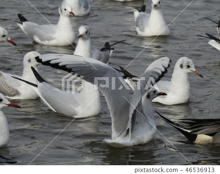 A migratory bird with a red beak is a white spider A migratory bird with a red beak is a white spider 46536913