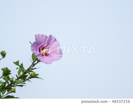 開花在清楚的天空的韓國花 46537258