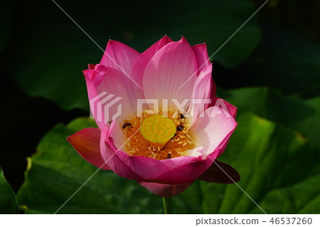一朵桃紅色蓮花和蜂 46537260