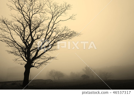 在晨霧包裹的安靜的風景 在晨霧包裹的安靜的風景 46537317