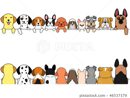 狗的邊界在小狗和大狗之前和之後 狗的邊界在小狗和大狗之前和之後 46537379