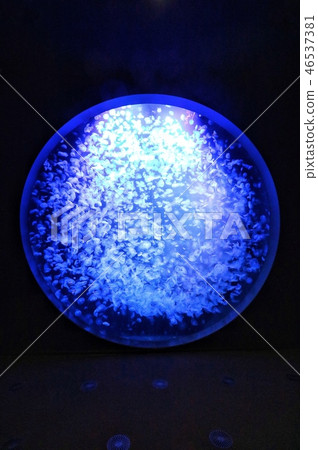 水母圓頂 水母圓頂 46537381