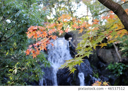 Autumn leaves Autumn leaves 46537512
