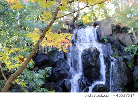 Autumn leaves Autumn leaves 46537514