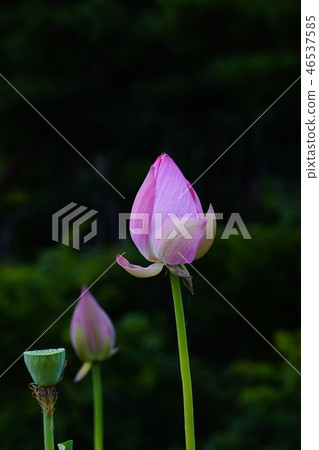 Lotus and rice balls 46537585