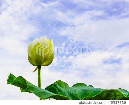 A white lotus flower blooming in the air 46537586