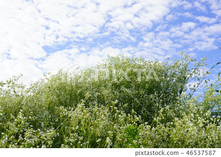 Commonly seen in fields Commonly seen in fields 46537587