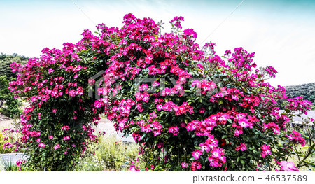 Pink-blossoming berry tree Pink-blossoming berry tree 46537589