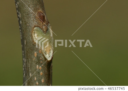 Nature Plant Blots, young tree winter bud and leaf scar. It seems that two winter shoots are vertical, and the upper one is the secondary shoot. 46537745
