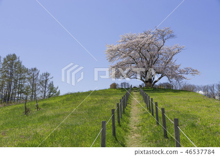 一片櫻花岩手 46537784
