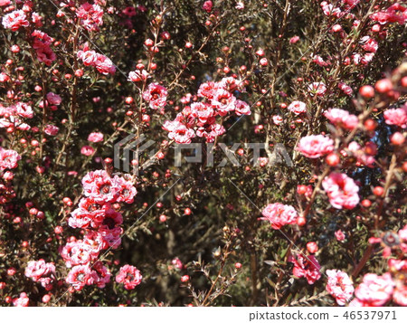  粉紅色可愛的花朵是葫蘆 46537971