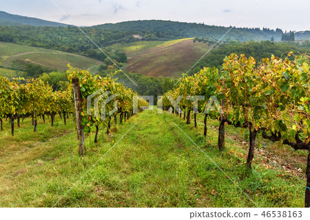 Vineyard in Chianti region in province of Siena 46538163