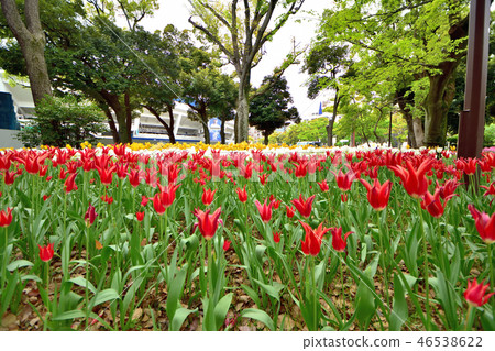 Yokohama Park tulips blooming in full bloom Yokohama Park tulips blooming in full bloom 46538622