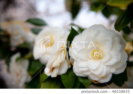 少女Tsubaki小姐 46538635