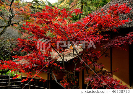 Autumn leaves of Sanpi Garden 46538753
