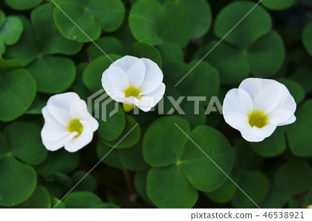 酢漿草 酢漿草 46538921