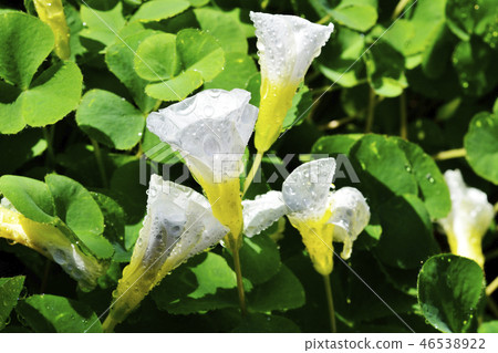 酢漿草 酢漿草 46538922