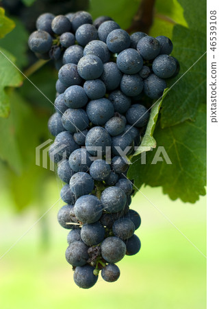 A Bunch of Cabernet Sauvignon Grapes A Bunch of Cabernet Sauvignon Grapes 46539108