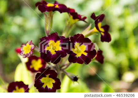 Primula flowers in the garden 46539206