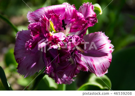Pink tulip on flowerbed in garden Pink tulip on flowerbed in garden 46539208