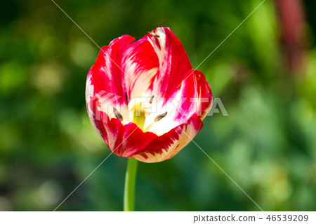 Red tulips on flowerbed in garden Red tulips on flowerbed in garden 46539209
