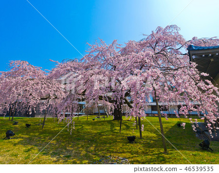 Bamboo cherry blossoms at Daigoji Temple and Reihokan 46539535