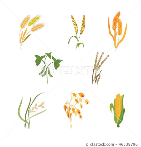 Vector illustration set of different types of cereals in flat style. Vector illustration set of different types of cereals in flat style. 46539796