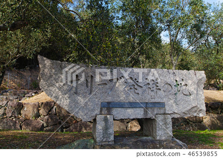 [Ozu Island] Olive of "the origin of the olive" (with olive fruits) 46539855